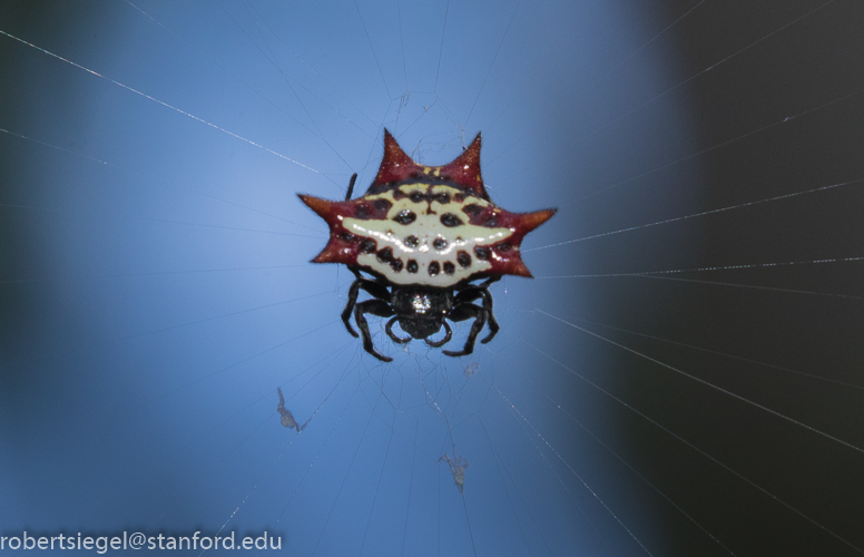 spider 